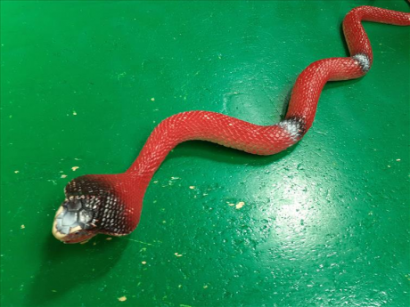 Serpente Rosso